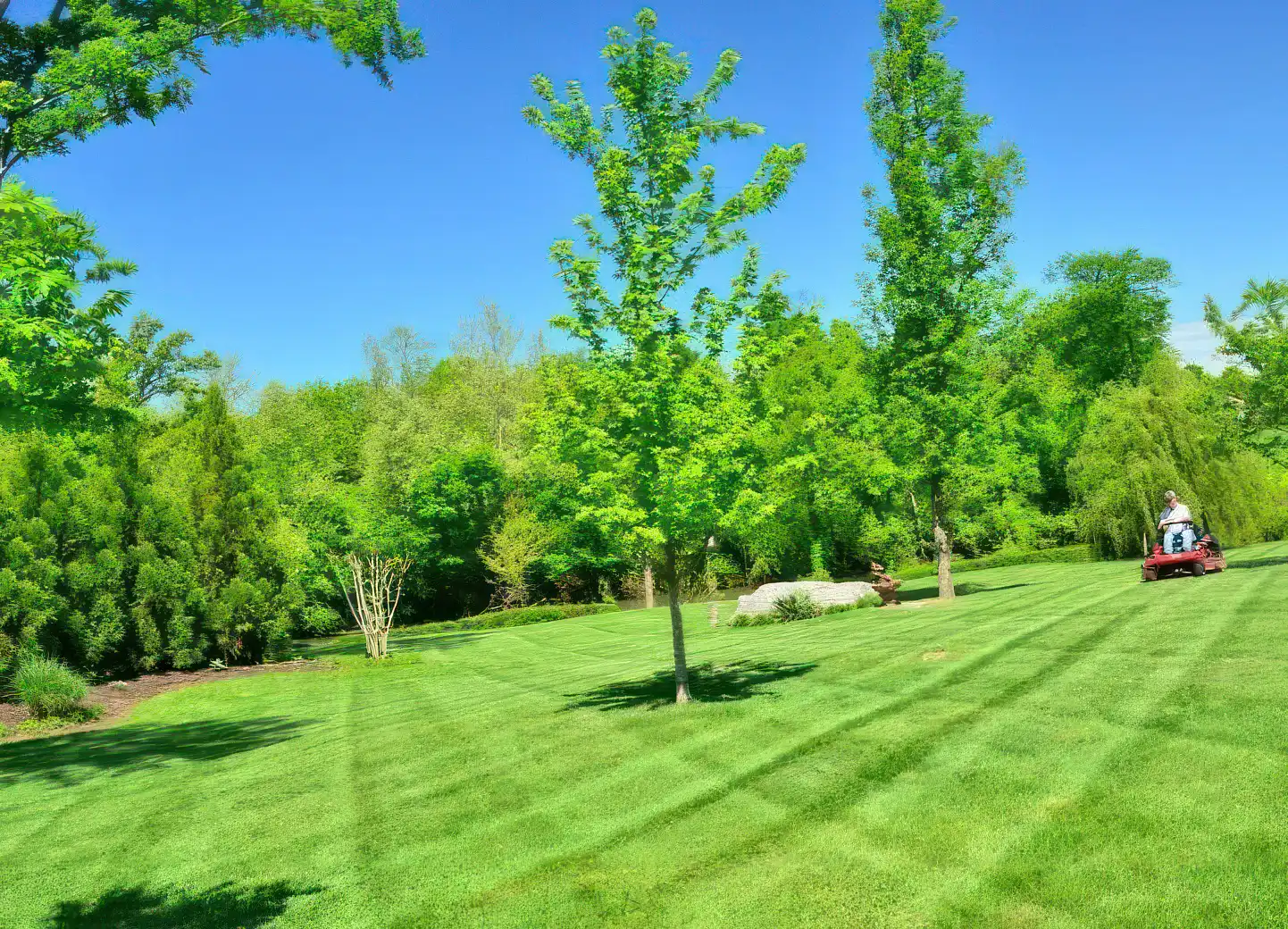 Large yard and tree management photo