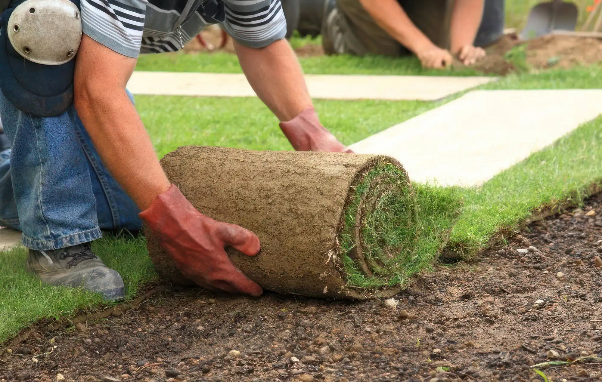 Laying down sod in back yard