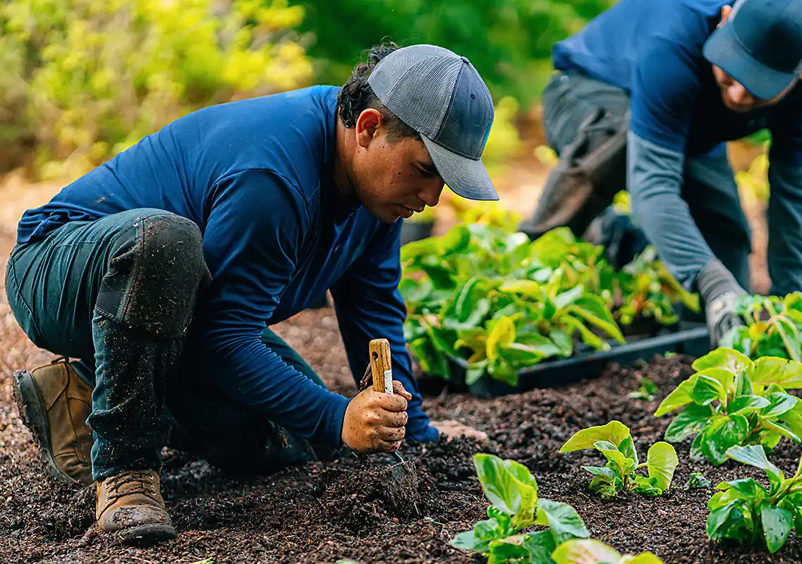 photo of workers planting small plants in a bed