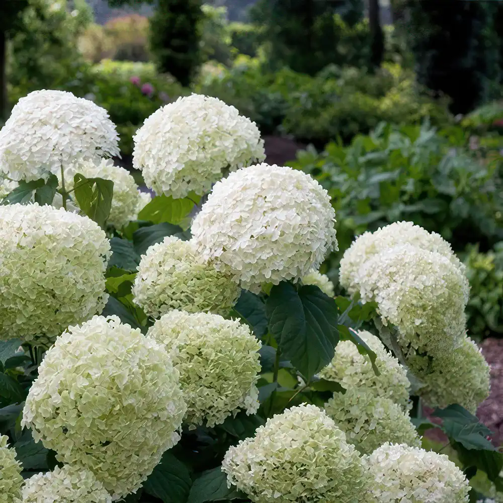 Closeup of plants in sculptured back yard